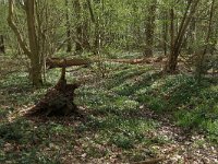 NL, Overijssel, Dinkelland, Achter de Voort 7, Saxifraga-Hans Boll