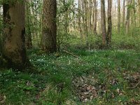 NL, Overijssel, Dinkelland, Achter de Voort 8, Saxifraga-Hans Boll