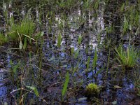 NL, Overijssel, Dinkelland, Agelerbroek 2, Saxifraga-Hans Boll