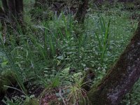 NL, Overijssel, Dinkelland, Agelerbroek 23, Saxifraga-Hans Boll