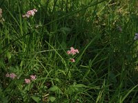 NL, Overijssel, Dinkelland, Agelerbroek 30, Saxifraga-Hans Boll