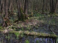 NL, Overijssel, Dinkelland, Agelerbroek 4, Saxifraga-Hans Boll