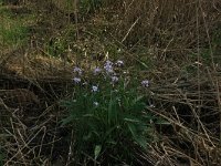 NL, Overijssel, Dinkelland, Agelerbroek 46, Saxifraga-Hans Boll