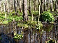 NL, Overijssel, Dinkelland, Hazelbekke 1, Saxifraga-Mark Zekhuis