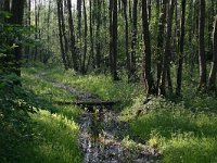 NL, Overijssel, Dinkelland, Lemseler Maten 1, Saxifraga-Hans Boll