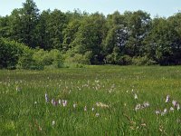 NL, Overijssel, Dinkelland, Mosbeek 1, Saxifraga-Hans Dekker