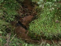 NL, Overijssel, Dinkelland, Ootmarsum 1, Saxifraga-Hans Boll