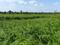 NL, Overijssel, Enschede, Aamsveen 3, Saxifraga-Mark Zekhuis