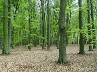 NL, Overijssel, Enschede, De Wildernis 1, Saxifraga-Mark Zekhuis