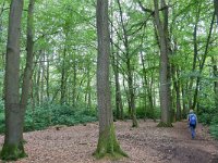 NL, Netherlands, Overijssel, Haaksbergen, Witte Veen 3, Saxifraga-Tom Heijnen