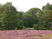 NL, Netherlands, Overijssel, Haaksbergen, Witte Veen 4, Saxifraga-Tom Heijnen