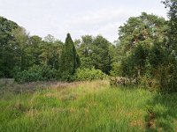 NL, Netherlands, Overijssel, Haaksbergen, Witte Veen 6, Saxifraga-Tom Heijnen