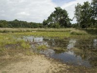 NL, Overijssel, Haaksbergen, Buurserzand, Buursermeertje 5, Saxifraga-Willem van Kruijsbergen