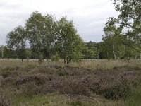 NL, Overijssel, Haaksbergen, Buurserzand, Harreveldschans 16, Saxifraga-Willem van Kruijsbergen