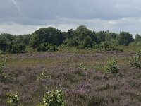 NL, Overijssel, Haaksbergen, Buurserzand, Juniperus communis 4, Saxifraga-Willem van Kruijsbergen