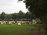 Roodbonte koeien rustend : agriculture, cattle, cows, peace, red and white, relaxation, rest