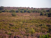 Heathland in Sallandse Heuvelrug National Park, Overijssel, Netherlands  Heathland in Sallandse Heuvelrug National Park, Overijssel, Netherlands : beauty in nature, heather, heathland, national park, nature reserve, NP, Sallandse Heuvelrug, summertime, Dutch, Europe, European, heath, natural, nature, Netherlands, Overijssel, rural landscape, summer