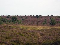 Heideveld op Sallandse Heuvelrug  Overijssel, Netherlands : beauty in nature, heathland, national park, nature reserve, NP, Sallandse Heuvelrug, summertime, heather