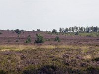 Heideveld op Sallandse Heuvelrug  Overijssel, Netherlands : beauty in nature, heathland, national park, nature reserve, NP, Sallandse Heuvelrug, summertime, panorama