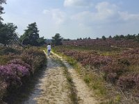 Elderly woman cycling through heathland in Sallandse Heuvelrug National Park, Overijssel, Netherlands  Elderly woman cycling through heathland in Sallandse Heuvelrug National Park, Overijssel, Netherlands : beauty in nature, Dutch, Europe, European, flowering, flowers, heath, heather, heathland, national park, natural, nature, nature reserve, Netherlands, NP, Overijssel, rural landscape, Sallandse Heuvelrug, sandy, summer, summertime, track, bicycle, elderly woman, cycling, mature woman