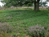 NL, Overijssel, Hellendoorn, Sallandse Heuvelrug 4, Saxifraga-Tom Heijnen