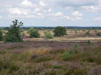 NL, Overijssel, Hellendoorn, Sallandse Heuvelrug 6, Saxifraga-Tom Heijnen