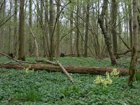 NL, Overijssel, Losser, Smoddebos 10, Saxifraga-Mark Zekhuis