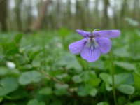 NL, Overijssel, Losser, Smoddebos 13, Saxifraga-Mark Zekhuis