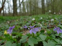 NL, Overijssel, Losser, Smoddebos 15, Saxifraga-Mark Zekhuis