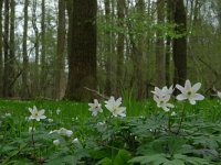 NL, Overijssel, Losser, Smoddebos 16, Saxifraga-Mark Zekhuis