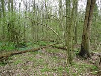 NL, Overijssel, Losser, Smoddebos 6, Saxifraga-Mark Zekhuis