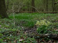 NL, Overijssel, Losser, Smoddebos 9, Saxifraga-Mark Zekhuis