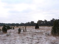 NL, Overijssel, Ommen, Beerze 7, Saxifraga-Mark Zekhuis