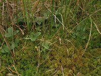 NL, Overijssel, Ommen, Besthemmer Ven 2, Saxifraga-Hans Boll