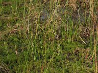 NL, Overijssel, Ommen, Besthemmer Ven 21, Saxifraga-Hans Boll