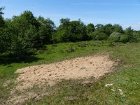 NL, Overijssel, Ommen, Junner Koeland 51, Saxifraga-Mark Zekhuis