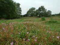 NL, Overijssel, Ommen, Junnerkoeland 11, Saxifraga-Willem van Kruijsbergen