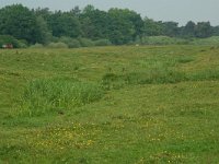 NL, Overijssel, Ommen, Junnerkoeland 13, Saxifraga-Willem van Kruijsbergen