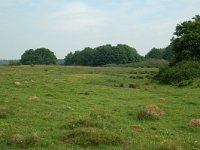 NL, Overijssel, Ommen, Junnerkoeland 15, Saxifraga-Willem van Kruijsbergen