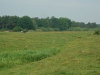 NL, Overijssel, Ommen, Junnerkoeland 17, Saxifraga-Willem van Kruijsbergen