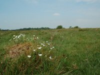 NL, Overijssel, Ommen, Junnerkoeland 44, Saxifraga-Willem van Kruijsbergen