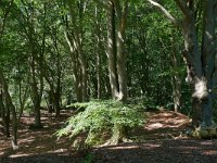 NL, Overijssel, Ommen, Landgoed Vilsteren 1, Saxifraga-Tom Heijnen