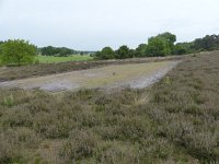 NL, Overijssel, Ommen, Lemelerberg 1, Saxifraga-Mark Zeksuis