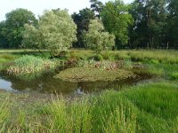 NL, Overijssel, Raalte, Boelerveld 11, Saxifraga-Mark Zekhuis