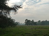 NL, Overijssel, Raalte, Boelerveld 14, Saxifraga-Mark Zekhuis