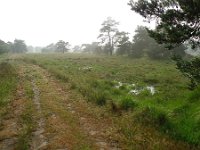 NL, Overijssel, Raalte, Boelerveld 3, Saxifraga-Mark Zekhuis