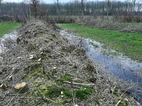 NL, Overijssel, Staphorst, Avereest 2, Saxifraga-Mark Zekhuis