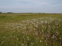 NL, Overijssel, Steenwijkerland, De Klosse 2, Saxifraga-Hans Dekker