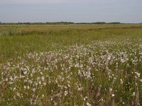 NL, Overijssel, Steenwijkerland, De Klosse 3, Saxifraga-Hans Dekker