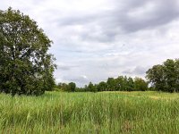 NL, Overijssel, Steenwijkerland, Weerribben 2, Saxifraga-Bart Vastenhouw